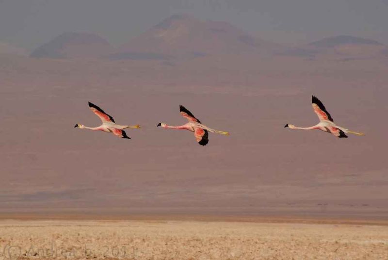 pink squadron.jpg